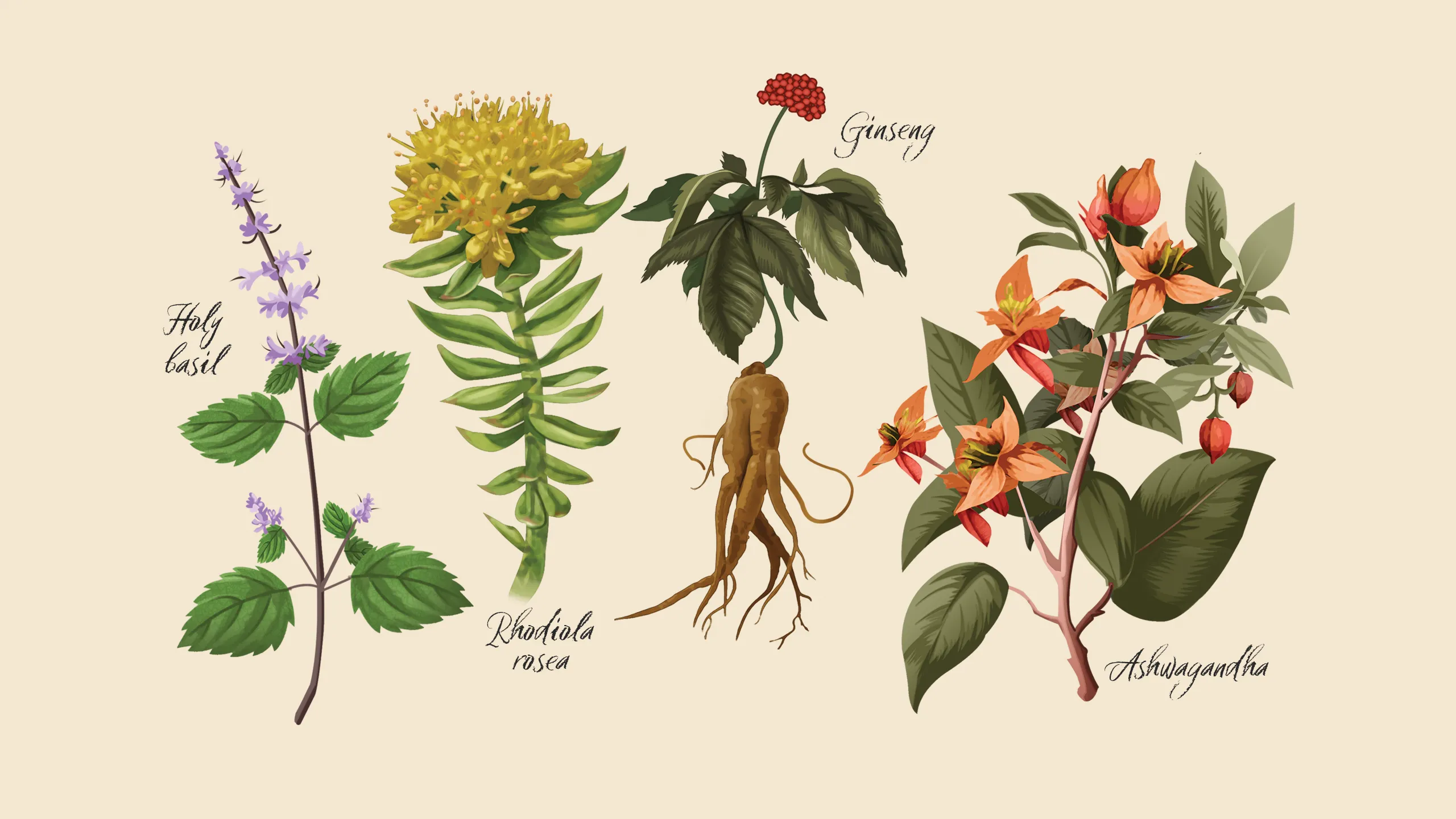 An illustrated image of botanical plants