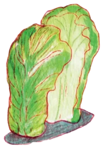 illustration of cabbage