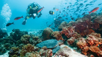 Diver taking a picture of a sea turtle in a coral reef