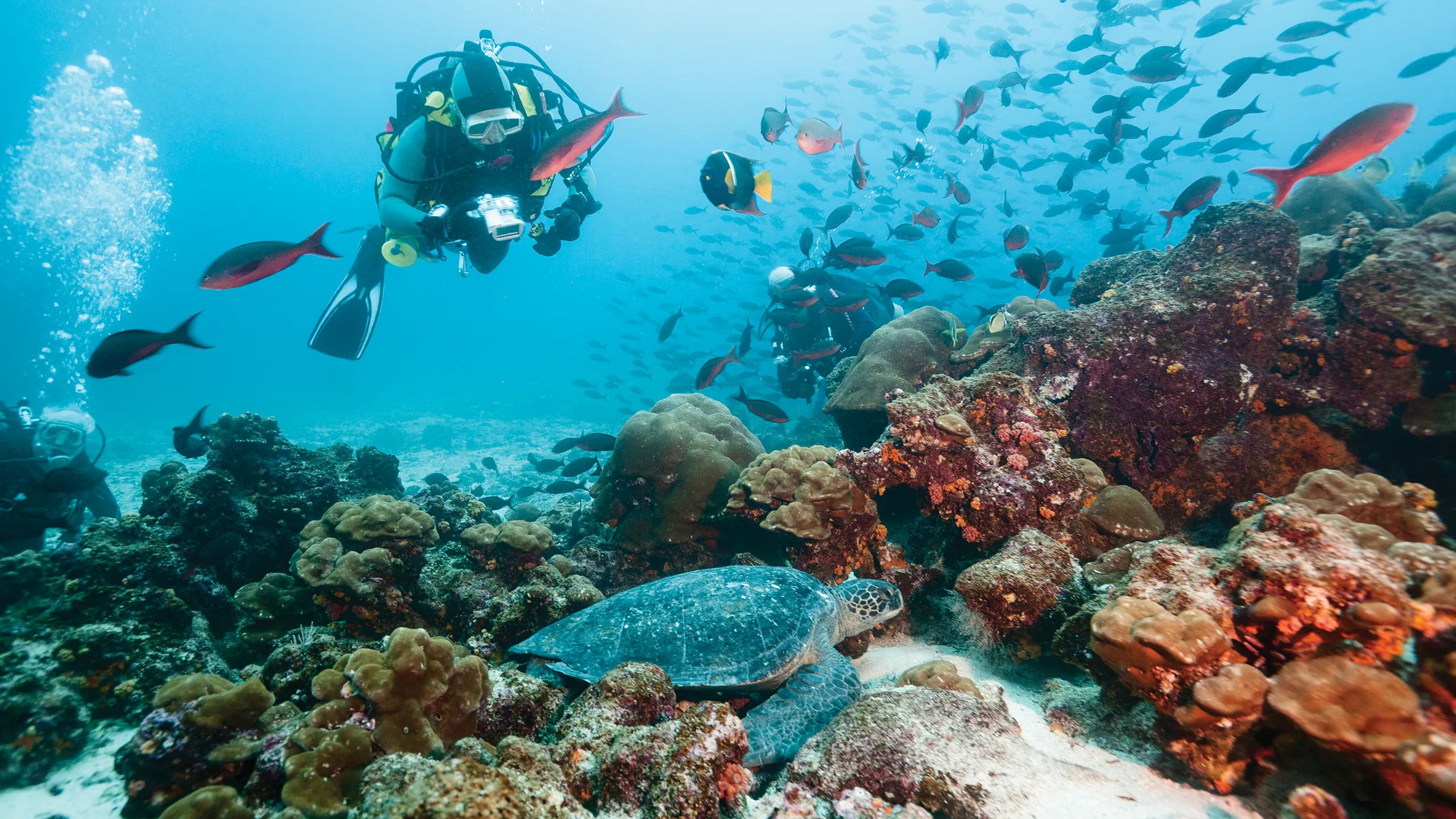 Diver taking a picture of a sea turtle in a coral reef