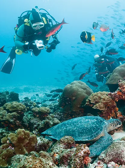 Diver taking a picture of a sea turtle in a coral reef
