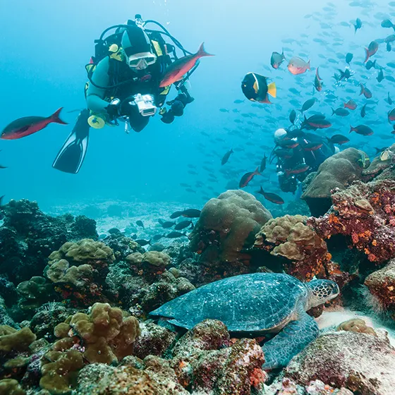 Diver taking a picture of a sea turtle in a coral reef