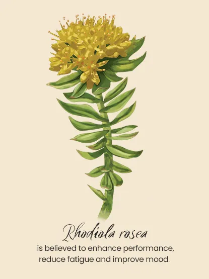 An illustrated image of botanical plants