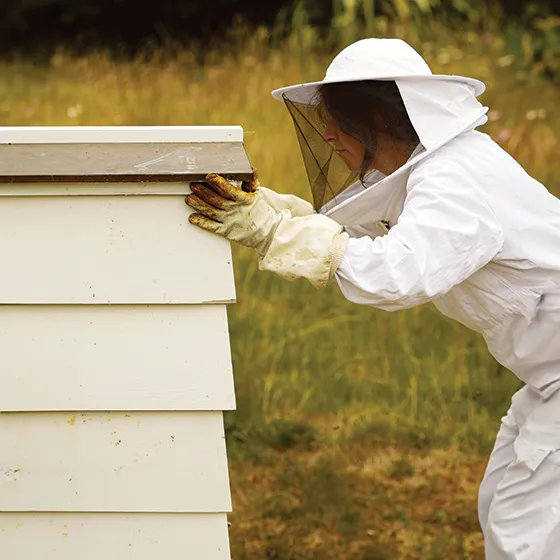 Amy Newsome at work as a beekeeper