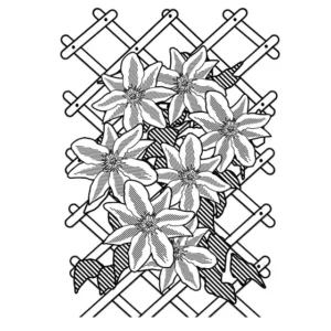 Cover fences and walls in climbing plants 