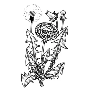 daisies and dandelions 