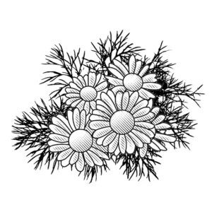 illustration of WILDFLOWERS