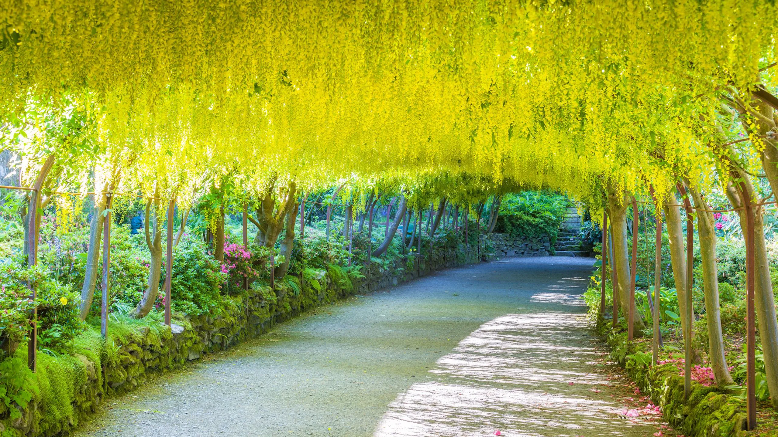 A stone pathway winds through a garden under a lush, arching canopy of hanging yellow Laburnum flowers.